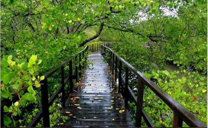 Tempat Wisata Alam Hutan Mangrove Kulon Progo Yang Indah